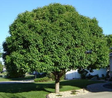 mature tree